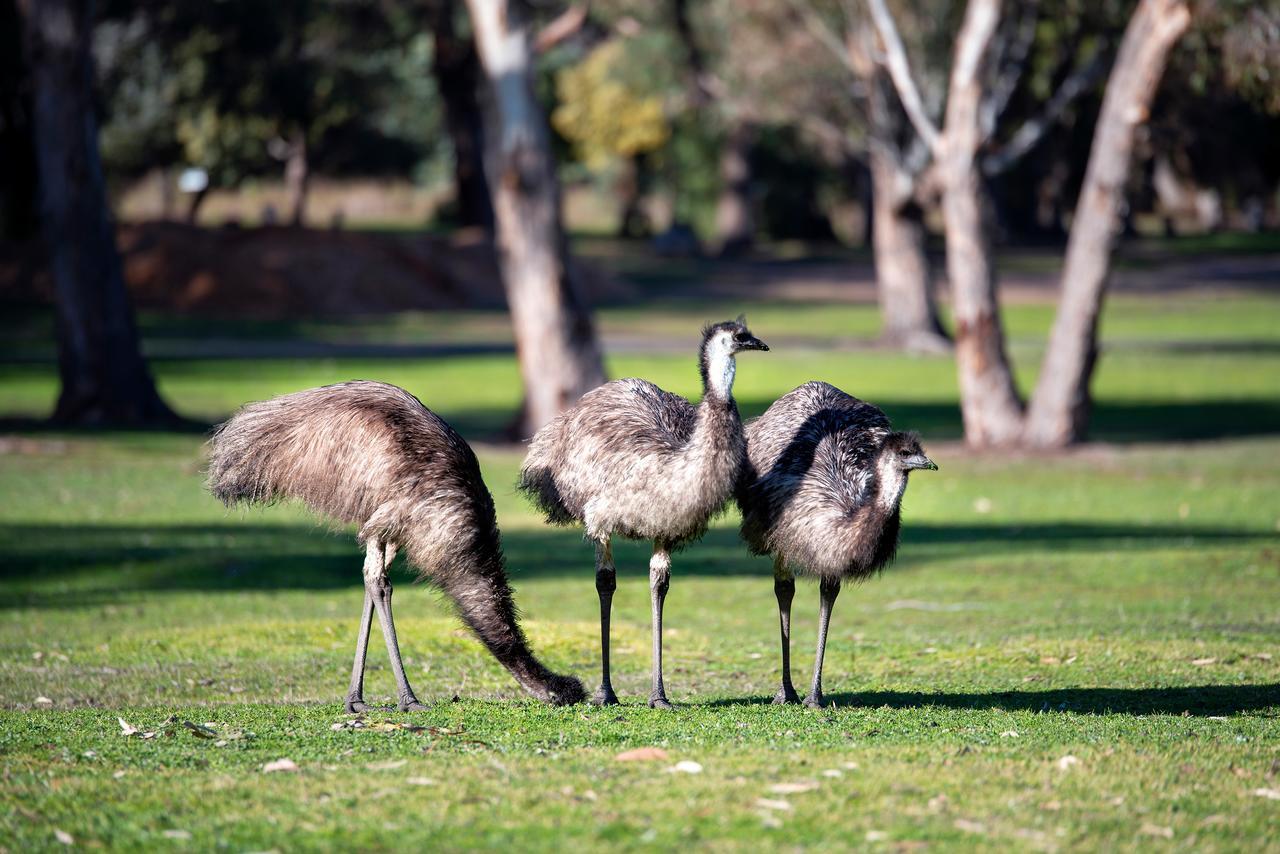 Breeze Holiday Parks - Grampians Halls Gap Exterior foto